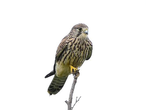 池さん自然だより